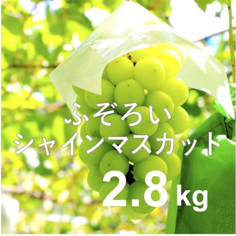 【2026年販売開始】ふぞろいシャインマスカット2.8kg(4〜10房)☆B品でもおいしくお得！