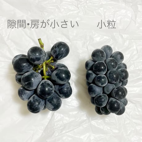 【2025年完売】ふぞろいたねなし巨峰〈小房〉2kg☆ B品でもお得で美味しい♪
