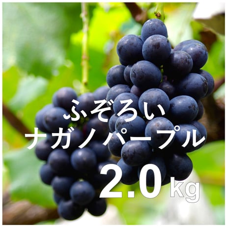 【2026年販売開始】ふぞろいナガノパープル（B品）約2kg(4〜7房)