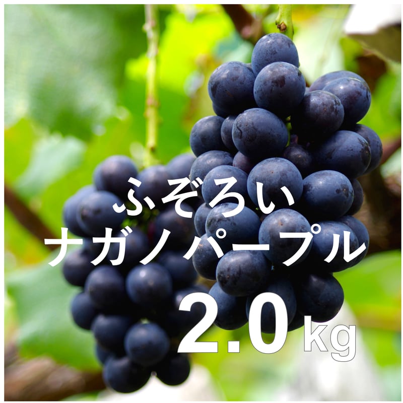 2025年完売】ふぞろいナガノパープル約2kg(4〜7房)☆B品でもおいしくお