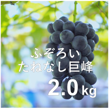 【2025年完売】ふぞろいたねなし巨峰〈小房〉2kg☆ B品でもお得で美味しい♪