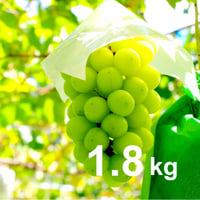 【2026年販売開始】秀品シャインマスカット1.8kg(3〜4房)☆たっぷりお得♪ギフトにも