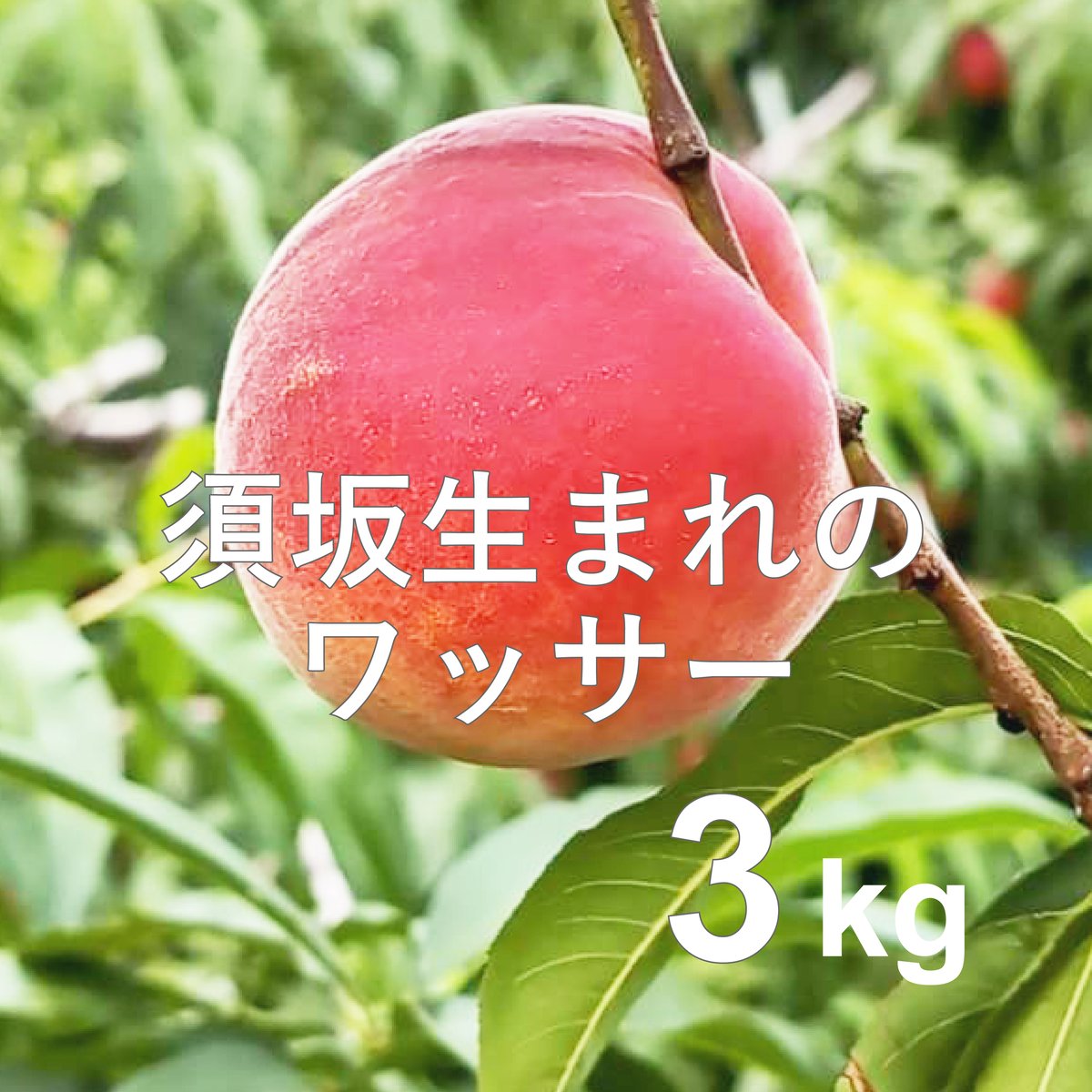 CocoRo♡farm 新鮮なワッサー 8kg グエン 様専用 CocoRo♡farm 新鮮なワッサー8kg