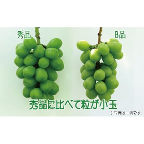 【2026年販売開始】ふぞろいシャインマスカット2.8kg(4〜10房)☆B品でもおいしくお得！