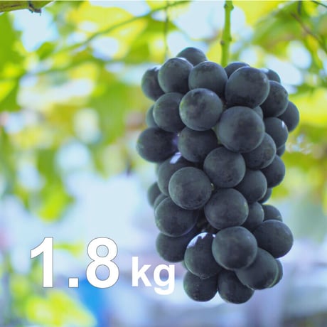 【2026年販売開始】種なし巨峰 秀品 1.8kg(3〜5房)☆農家直送 ぶどうの王様♪