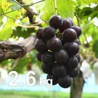 【2026年 販売開始】藤みのり2.6kg以上(種無し 1房400g以上×4〜6房)☆超大粒！甘くてジューシー♪