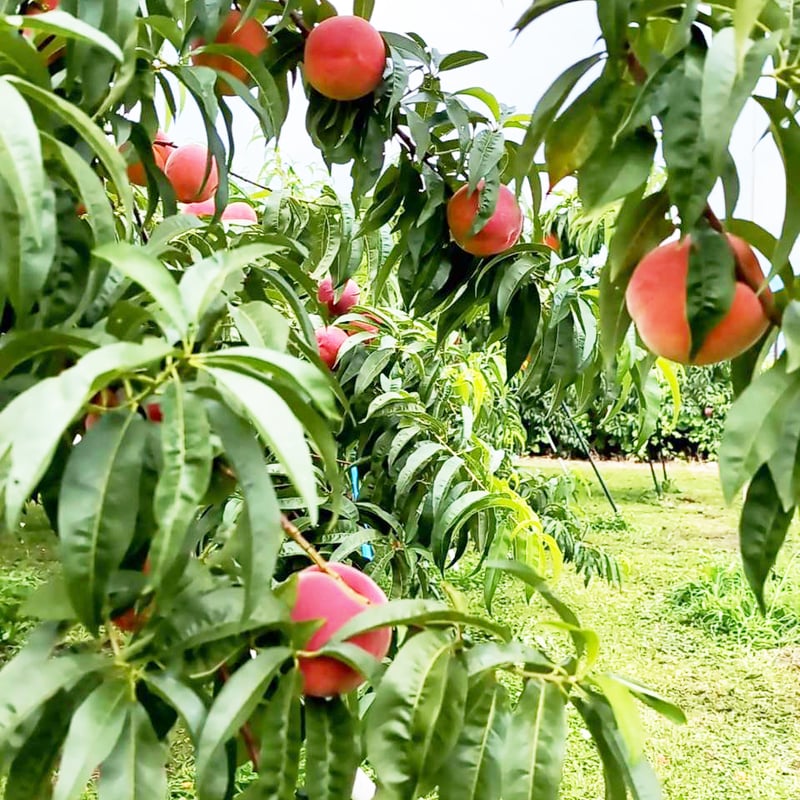 2024年完売】今年は大豊作！須坂生まれのワッサー3kg9〜12玉☆桃