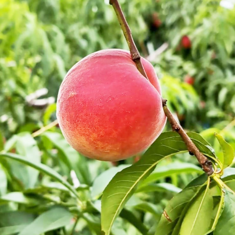 2024年完売】今年は大豊作！須坂生まれのワッサー3kg9〜12玉☆桃より