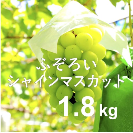 【2026年販売開始】ふぞろいシャインマスカット1.8kg(3〜6房)☆B品でもおいしくお得！
