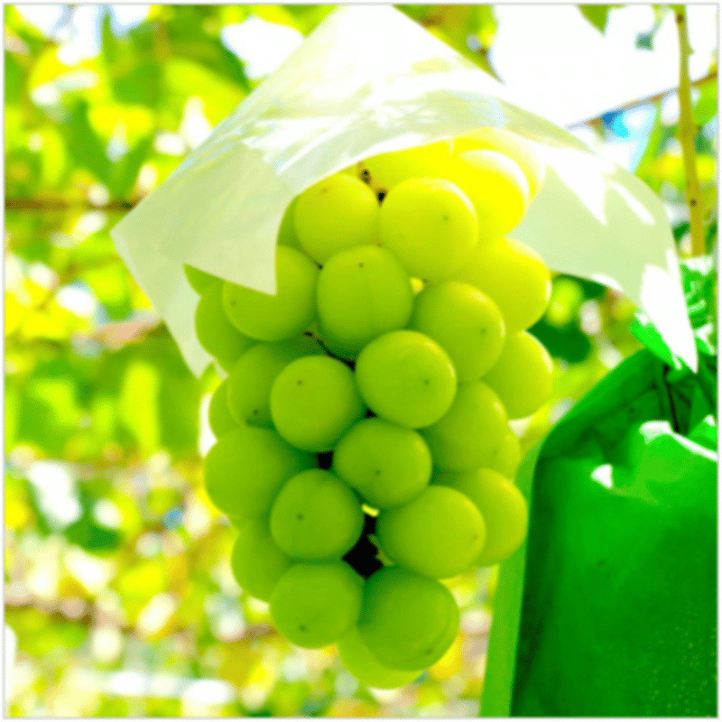 売約済み　参考品 スリクソンZXi限定ヘッド☆クリアブラック（╹◡╹） | ゴルフ5 姫路中