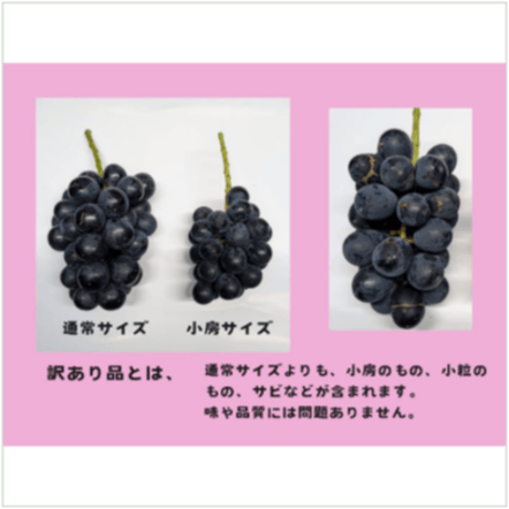 【2026年販売開始】ふぞろいナガノパープル（B品）約2kg(4〜7房)