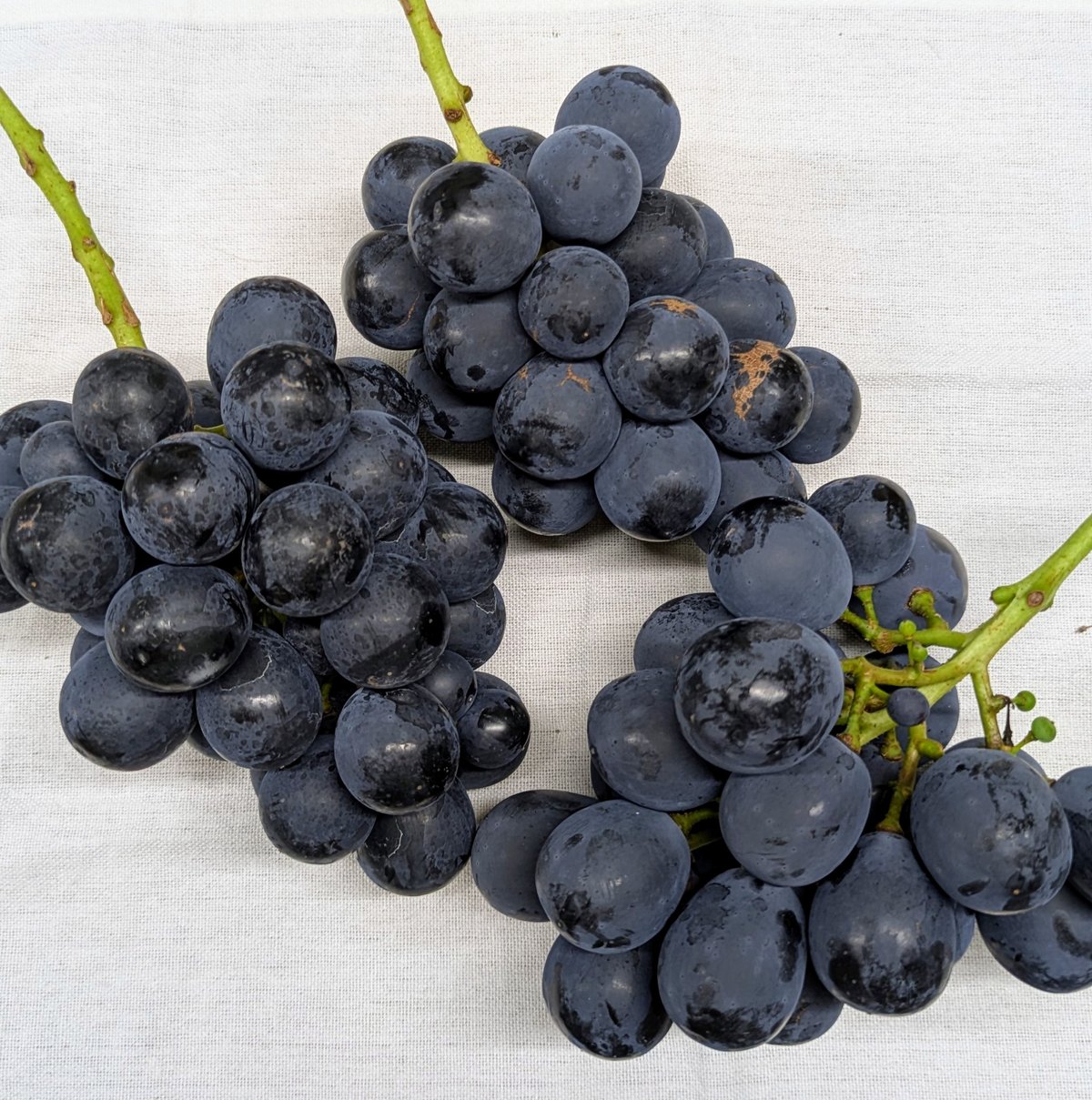 2025年完売】ふぞろいナガノパープル約2kg(4〜7房)☆B品でもおいしくお