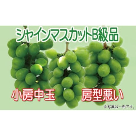 【2026年販売開始】ふぞろいシャインマスカット1.8kg(3〜6房)☆B品でもおいしくお得！
