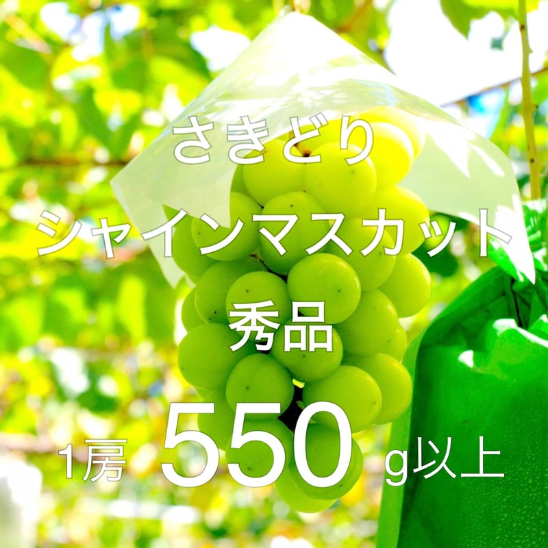 2025年完売】さきどりシャインマスカット秀品1房550g以上