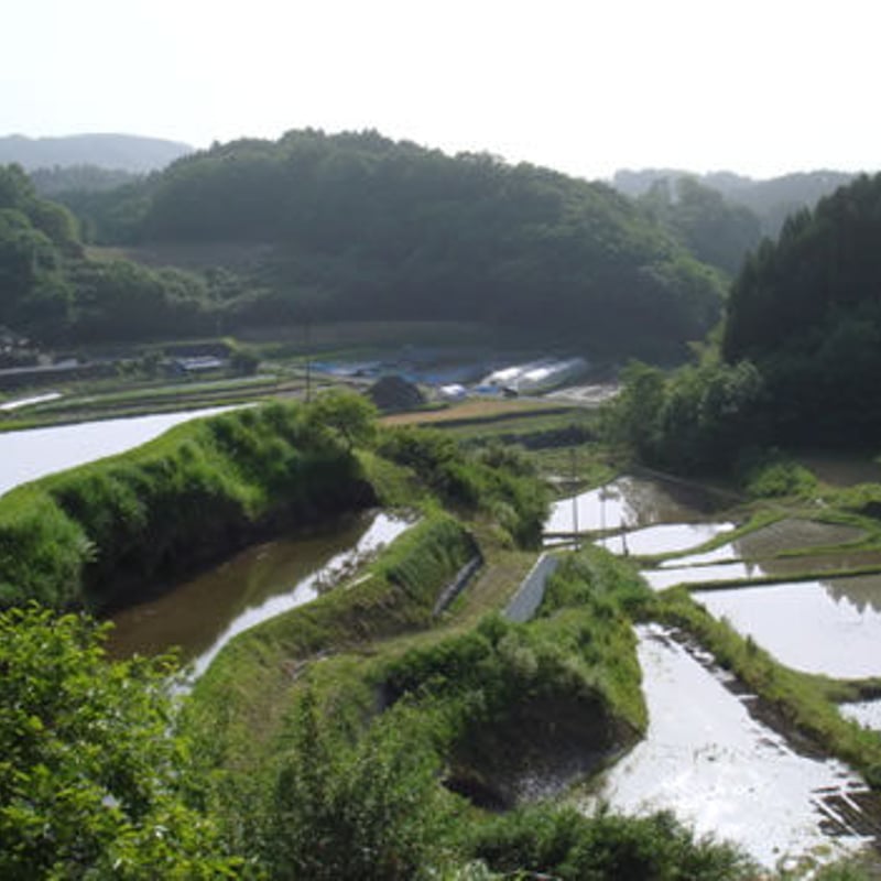 玄米・20キロ】2024年大分県竹田市産棚田米ひのひかり 玄米・20キロ】2024年大分県竹田市産棚田米ひのひかり