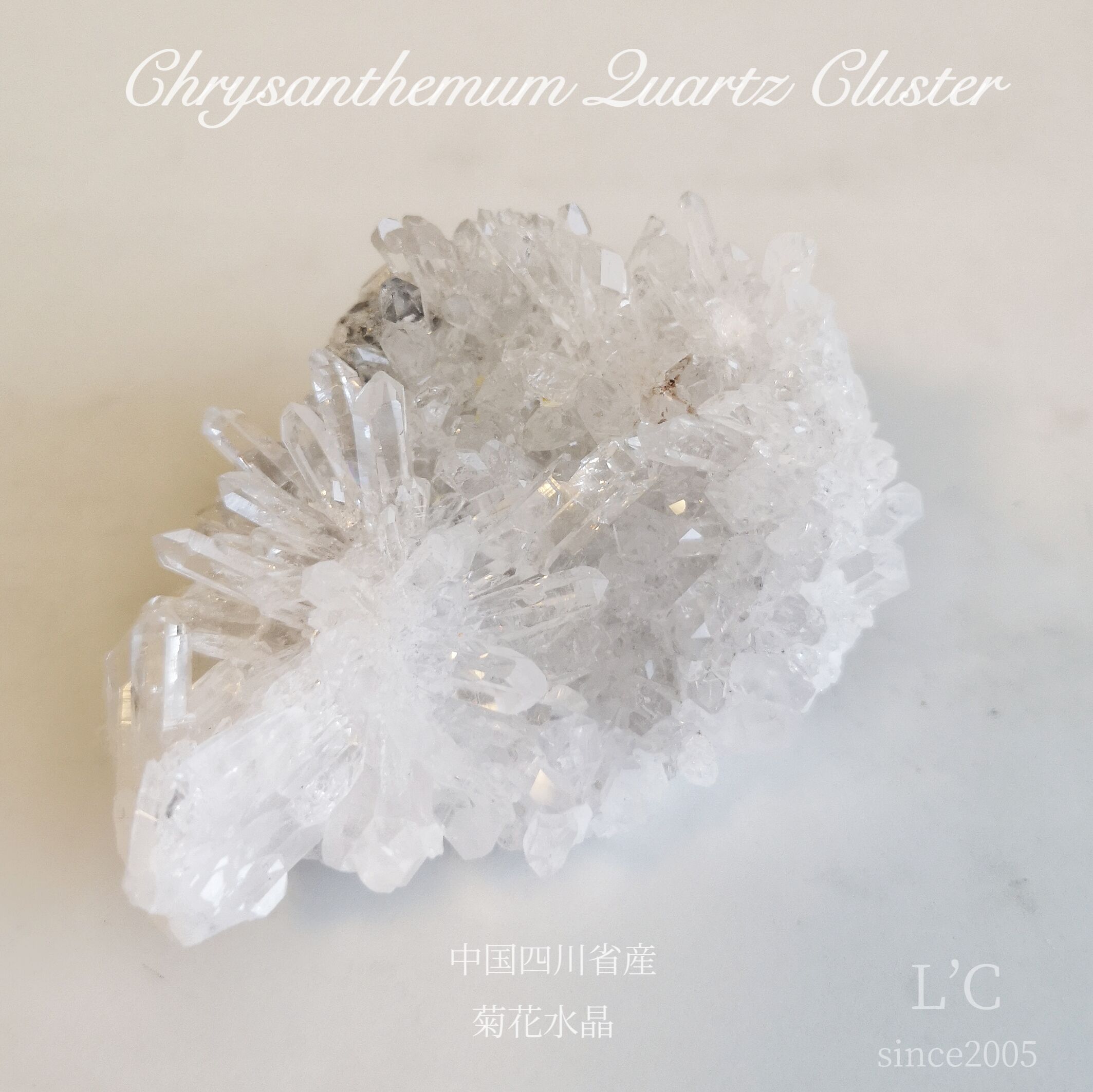 中国四川省産 菊花水晶クラスター② | L'C