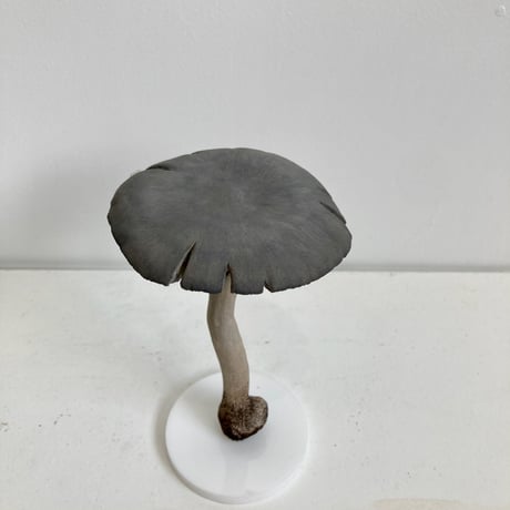 諫山一也「きのこ・ヒロヒダタケ」