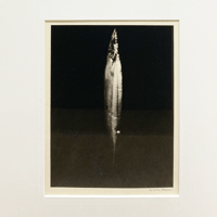 「秋刀魚」蓮井幹生