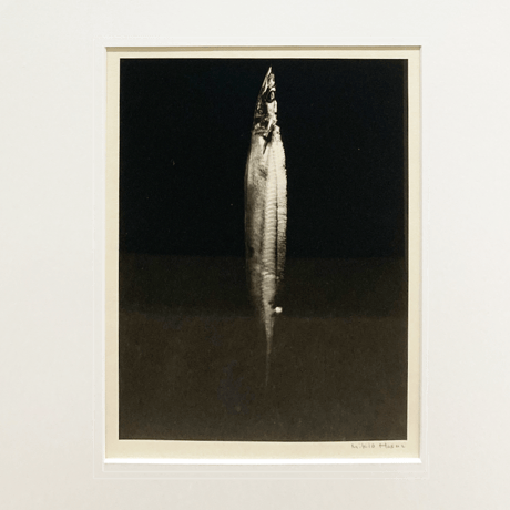 「秋刀魚」蓮井幹生