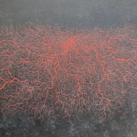 菌糸図　赤線　mp-I／諫山一也