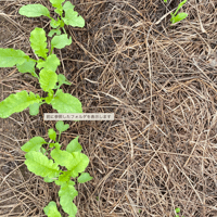 畑のカウンセリング（オンライン）