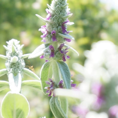 2025年　秋のオンライン・ハーブ教室（育てる編）