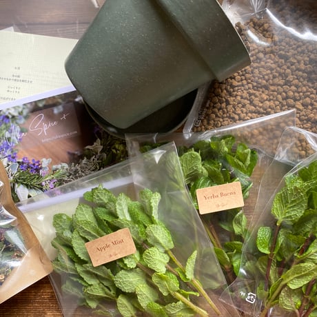 2025年　秋のオンライン・ハーブ教室（育てる編）