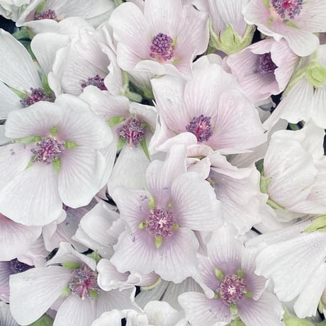 2025年　秋のオンライン・ハーブ教室（育てる編）