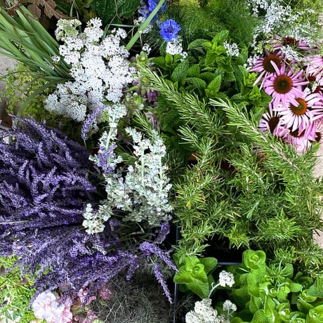 2025年　秋のオンライン・ハーブ教室（育てる編）