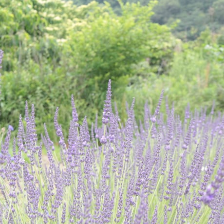 芳香蒸留水（ハーブウォーター）