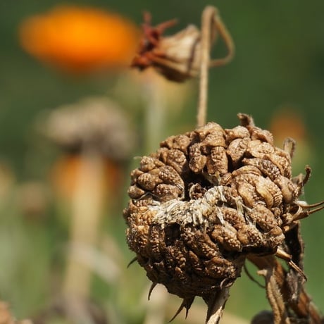 2025年　秋のオンライン・ハーブ教室（育てる編）