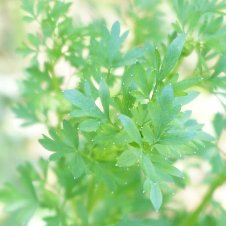 2025年　秋のオンライン・ハーブ教室（育てる編）