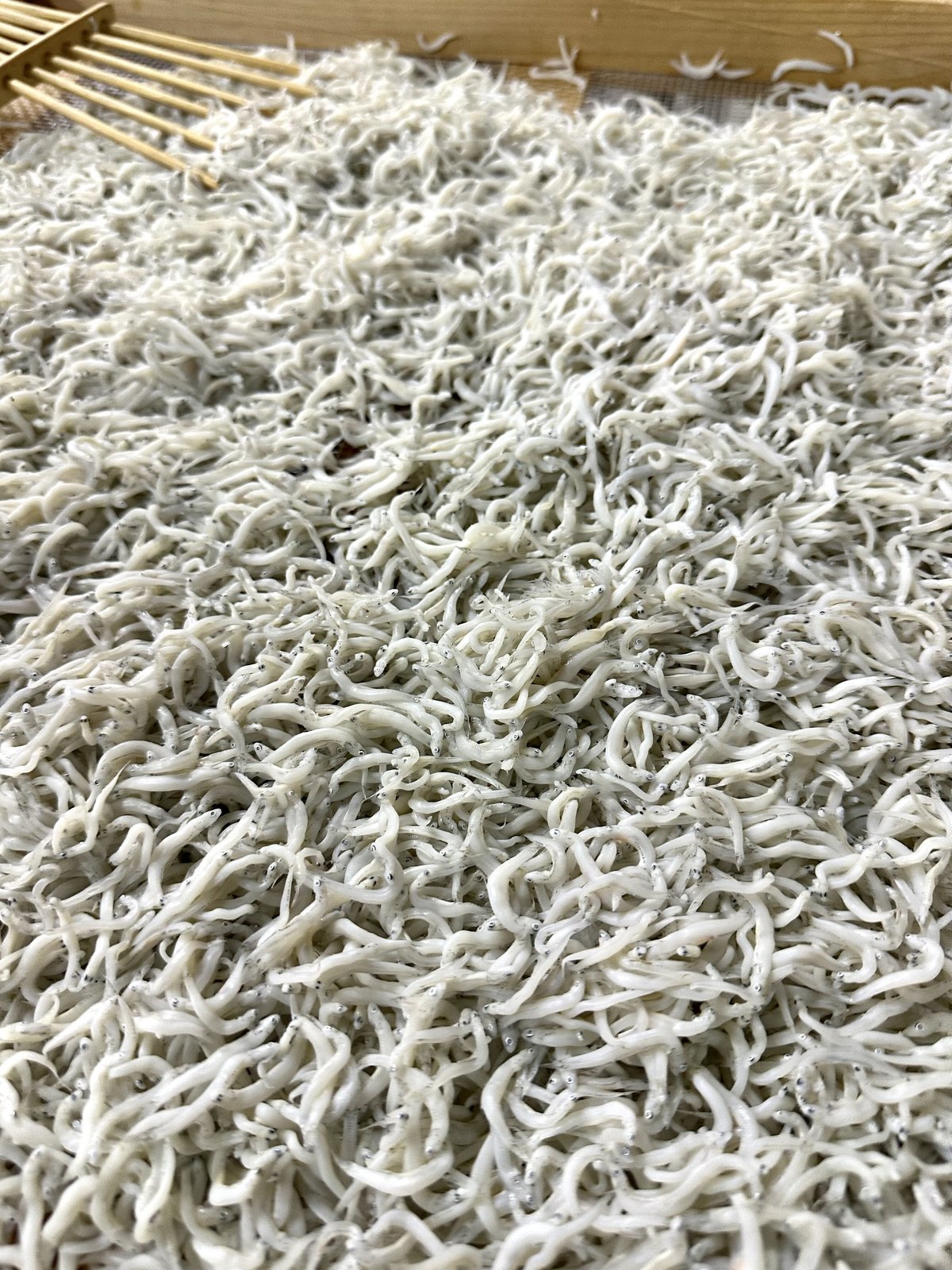 ギフト＞釜揚げしらす＆桜えびセット | しらす屋カネナカ商店