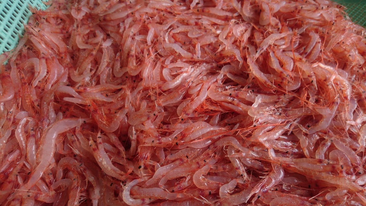 生桜えび（生食用）80g | しらす屋カネナカ商店