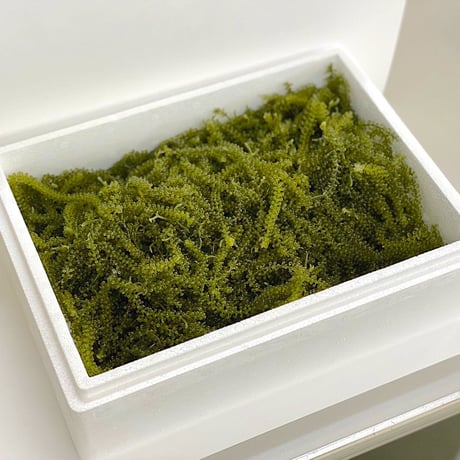 【Directly from Okinawa】Green caviar 1kg