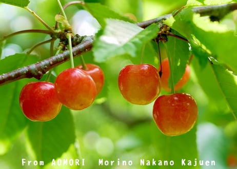 【予約】青森県産　サクランボ　200g×4パック入り