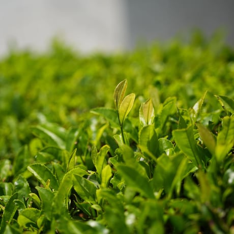 香りの煎茶　満月／八十八夜　100g