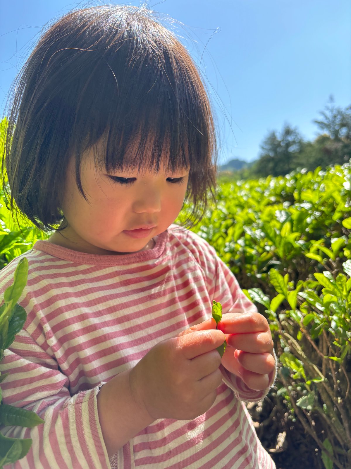 抹茶 20g | UTENA TEA