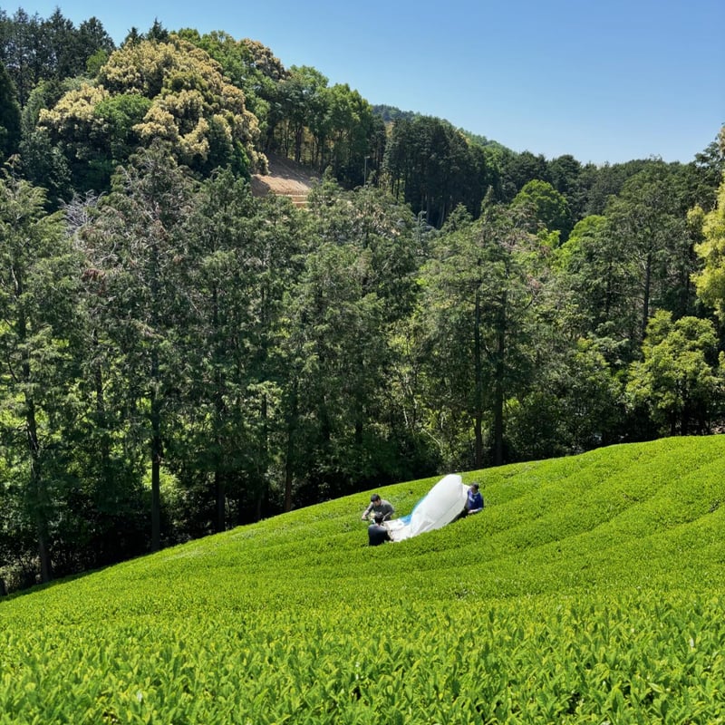 抹茶 20g | UTENA TEA