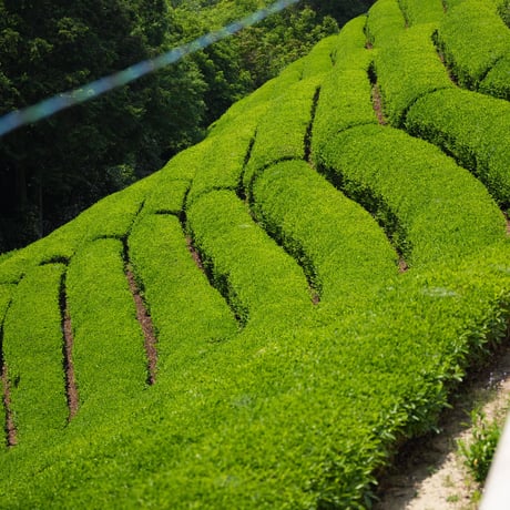 香りの煎茶  ちょっと萎凋　 40g