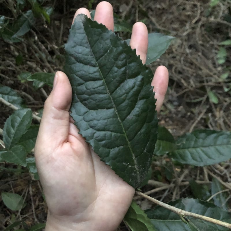 薪火焙煎 茶の木の茶（三年晩茶）300g | UTENA TEA