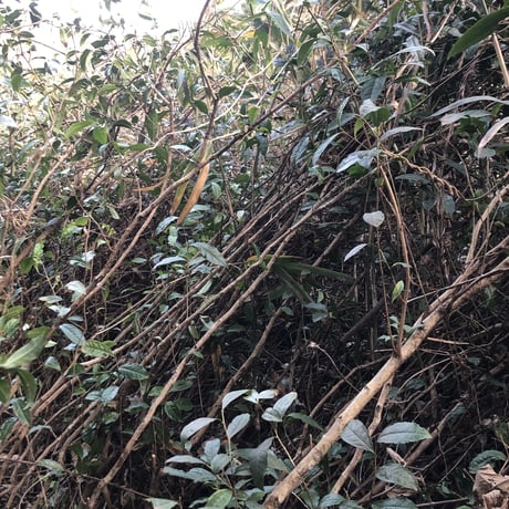 薪火焙煎 茶の木の茶（三年晩茶）300g