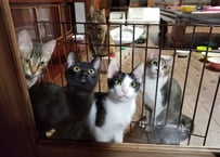 Cafe Gattoをとにかく応援