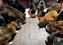 【毎月】保護猫たちへ生活費の支援