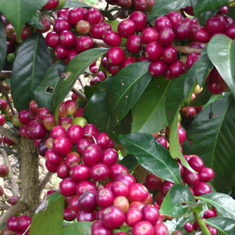 エチオピア グジ アラカ農園 G1 ナチュラル 100g | 由比ヶ浜珈琲