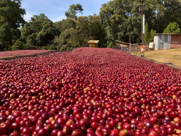 エチオピア グジ アラカ農園 G1 ナチュラル 100g | 由比ヶ浜珈琲