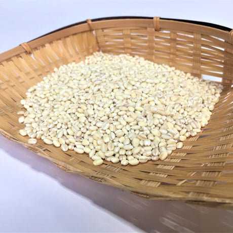 茨城県産　もち麦