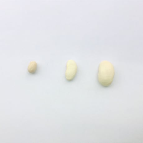 新物　北海道産　美人白花豆