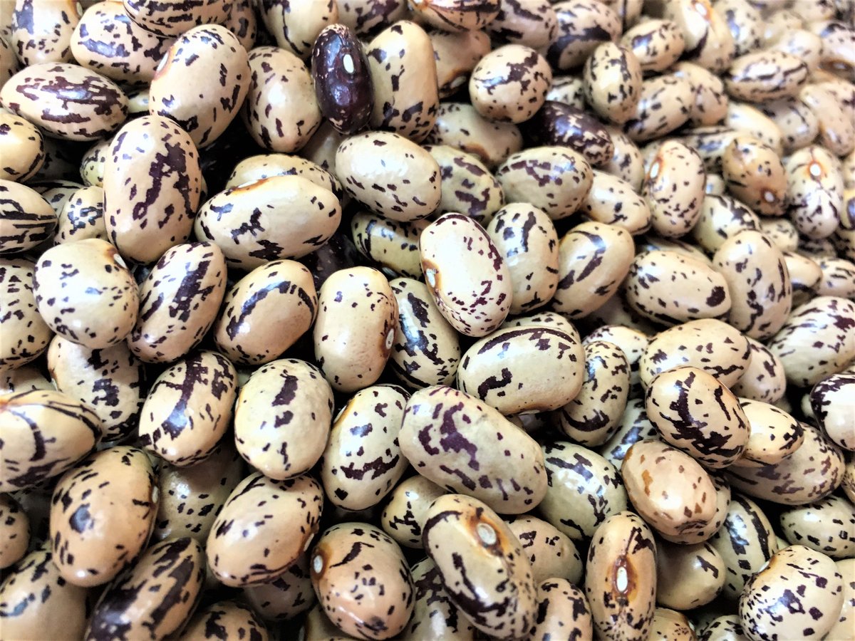 北海道産 中長うずら | 石渡源三郎商店 国産に拘った乾物屋