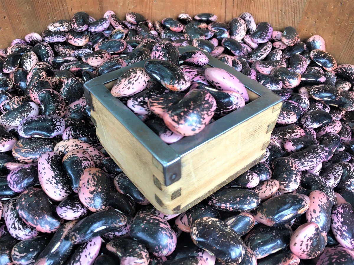 新物 群馬県産 紫花豆 | 石渡源三郎商店 国産に拘った乾物屋